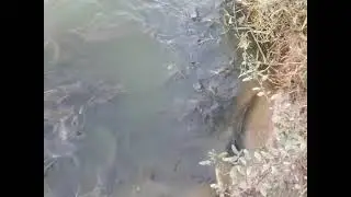 Рыбалка на поплавок 2022😉не |Float fishing_strong fish_मजबूत मछली 2022 钓鱼，别忘了订阅.(2(1)(5)