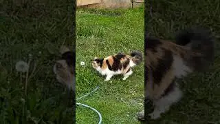 Я наивная- кошка играет с домовым ..ага...