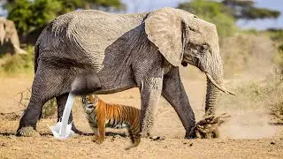 Are the 10 SUPER MOTHER ANIMALS on Record Real?