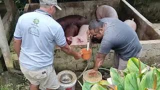 Memberi Makan Babi Super Gemuk