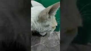 He is more hungry #cat #hungry