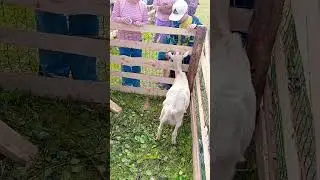 Коза в Шоке. 