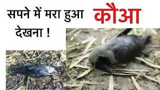 सपने में मरा हुआ कौआ देखना । सपने में कऊवा को मारा हुआ देखना । Sapne me mara hua crow dekhna ।