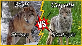 Wolf vs Coyote: Which One is Better? | Similarities and Differences #wolf  #coyote #wolves #animals