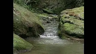 Chestnut Ridge Heritage Preserve Field Trip