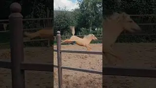 Разыгралась дитё 🤣 ТГ: Семейка Yulchiik 💋 #тренд #horse #лошади #лошадь #конник #конныйспорт