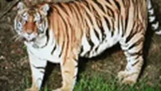International TIGER DAY 2009!