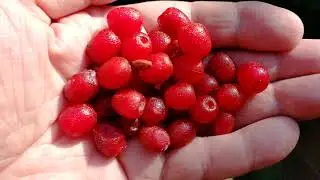 Купить саженцы от производителя - Питомник Садоград - июнь 2021