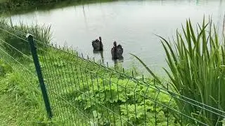 Пруды рядом с Церковью Сретения Господня.