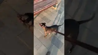 Упрямство питбуля (полная версия) #питбуль #pitbull