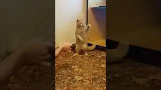 Прыг)
