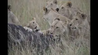 Lions Attack a Buffalo & eat it 4k60 2023 مجموعة كبيرة من الاسود تهجم علي جاموس وتاكله في تصوير حديث