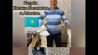 Голуби Хасана Касымова (г. Алматы) 2022г.