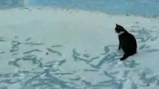 Cat on Ice