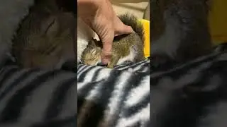 This girl💖#babysquirrel #sweet #chill #happy #cute #squirrel #pets #petsoftiktok #grace #savedbygra