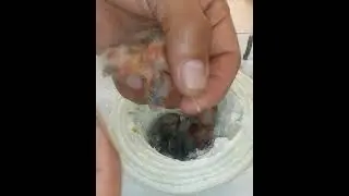 CÓMO ANILLAR CANARIOS