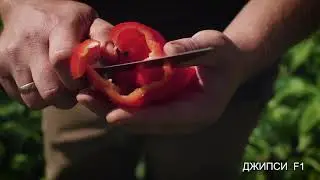 Перец Джипси F1