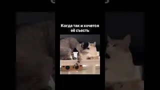 Когда так и хочется её съесть #dutiap #юмор #отношения