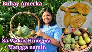 Harvest  tayo Mangga sa Aming garden