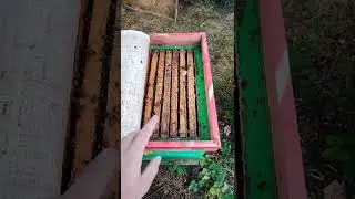 как сформировать пчелосемье в зимовку