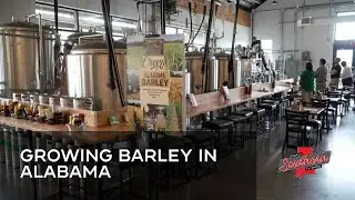 Show 1018A Growing Barley in Alabama