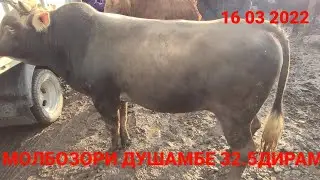 Молбозори Душамбе Ленски Букахои Фарбех живой вес16 марта 2022 г.