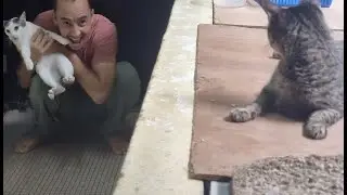 Fun with cats