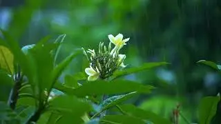 Rain Sounds for Sleeping  🌧️ 3 Hours