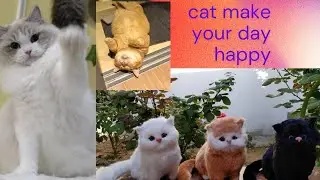 funny cats and kittens meowing | part 4 compilation cat videos