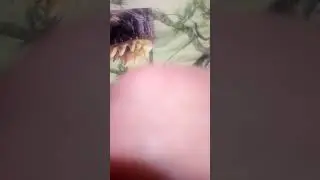 для Сергея, модерн ток, пл1