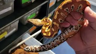 Red Blood Python Male 