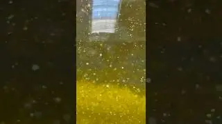 Золотой вихрь 