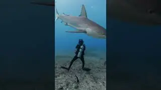 wildlife in sea