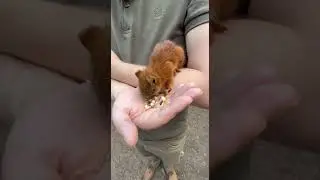 Белка в лесу