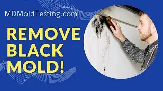 How to Get Rid of Black Mold in 5 Minutes