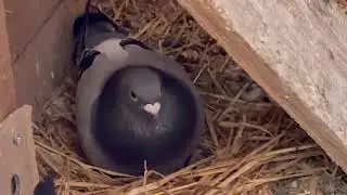 Long distance pigeon race preparation. Feeding the pigeons for 520 mile race next week.