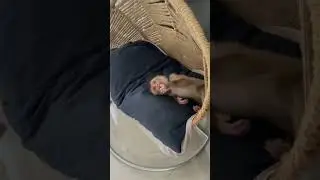Baby monkeys are like babies, eat and then sleep #animals #monkey