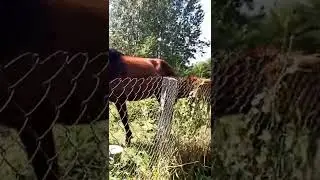 лошадь 🐎⛰️ подпишитесь