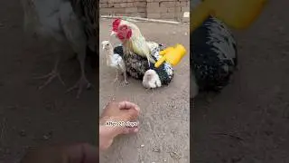 This white sick chick is trained by white Jawa#youtube #youtubeshorts #viralvideo