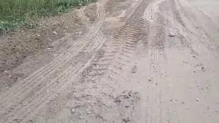 Лиса на архангельской дороге