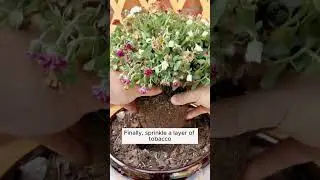 Make nutritious plant pots  #gardening #agriculture #farming