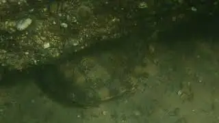 Northwestern Pond Turtles - Eel River