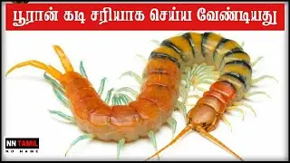 பூரான் கடித்தால் என்ன செய்ய வேண்டும் எளிய வீட்டு வைத்தியம் | Pooran Kadi Marunthu | NN Tamil