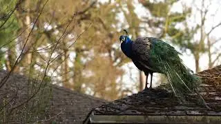 Дивный павлин/Magnificent peacock