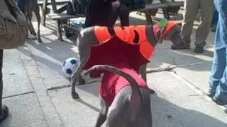 Howl-O-Weim 11-08