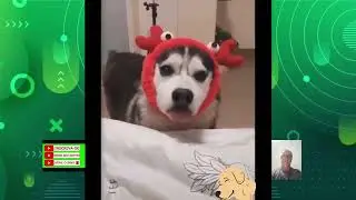 Video de animais e aves