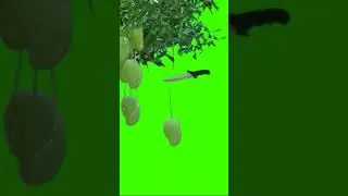 Multiple mango cutting green screen video | multiple mango green screen video ||