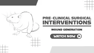 How to generate a wound in rat surgically in lab condition?