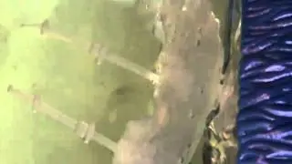 seymonkeys