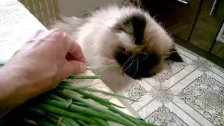Кот Винни ест лук.